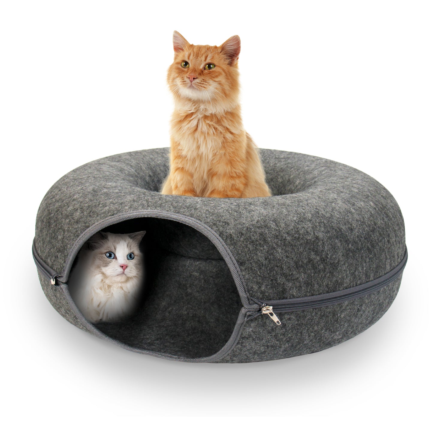Cat Tunnel
