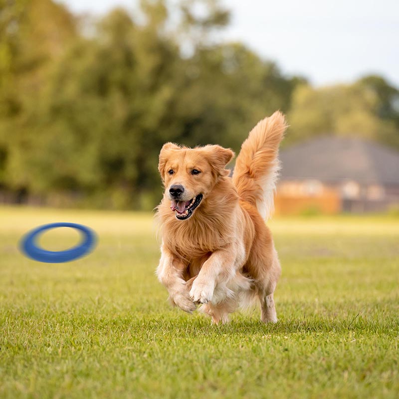Floating Ring - Blue